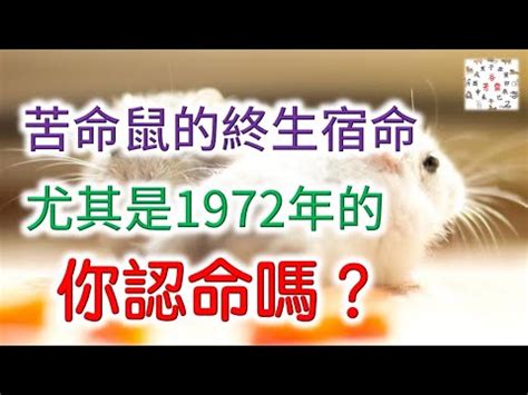 1972生肖|【1972 生肖】「1972年生肖屬鼠：未來命運與運勢大解析」